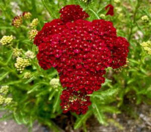 What’s Blooming at WVBG